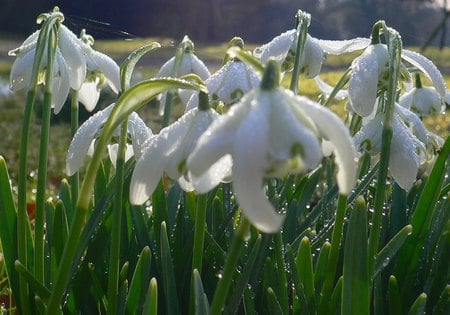 snowdrops - flowers, white, nature, snowdrops, spring