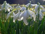 snowdrops