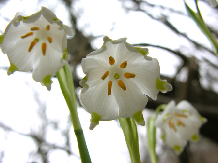 snowdrops - white, nature, snowdrops, flowers, spring