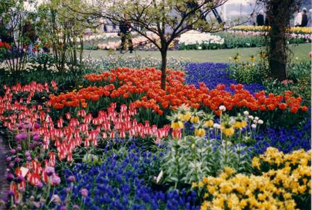 spring garden - tulips, garden, spring, colourful, netherlands