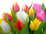 Fresh_Tulips