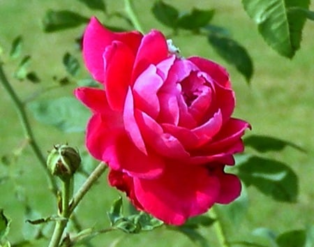 Red rose - flowers, rose, nature, red