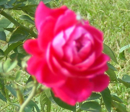 Red rose - nature, flowers, rose, red