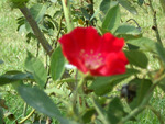 Red flower