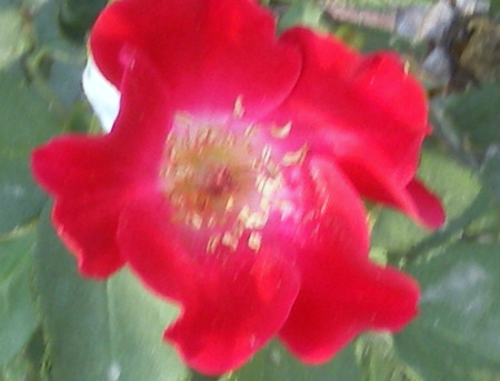 Red rose - nature, flowers, rose, red