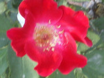 Red rose