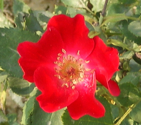 Red rose - nature, flowers, rose, red