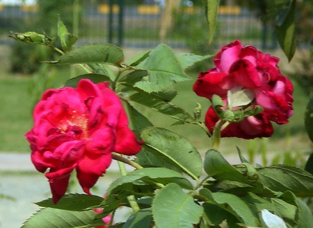 Red roses - nature, flowers, roses, red