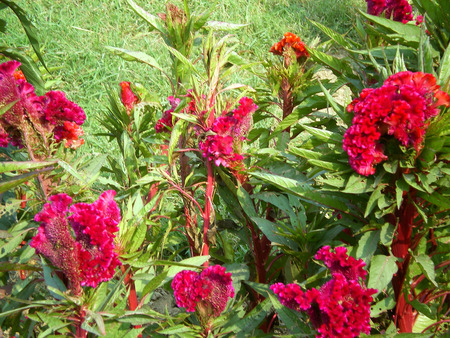 Red flowers - flowers, red, nature