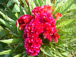 Red flower