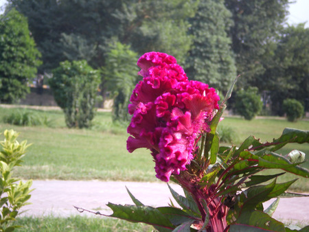 Pink flower - flowers, flower, nature, pink