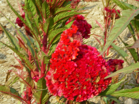 Red flower - flowers, flower, nature, red