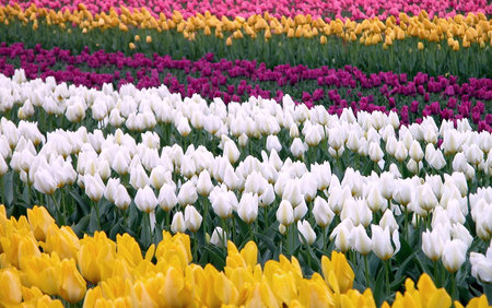 Sea of tulips - white, purple, tulips, pink, beauty, flowers, yellow