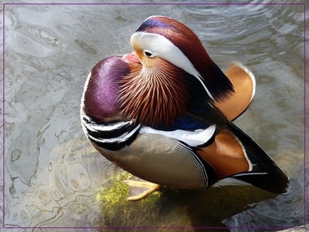 MANDARIN - duck, mandarin, water, animal, colorful