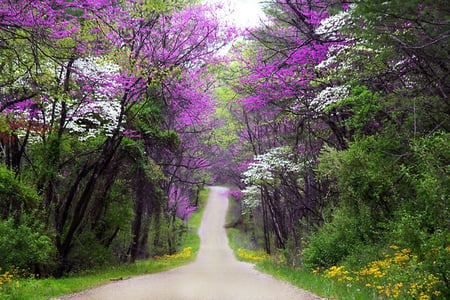 Purple trees - forests, trees, nature, purple