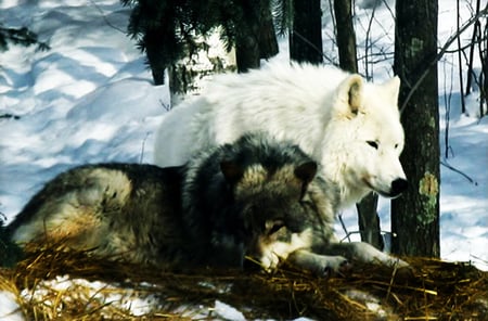 Wolves - white, wolves, grey, animals