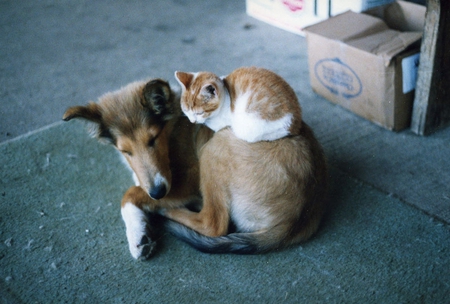 buddies - buddies, cat, dog, animals, cute