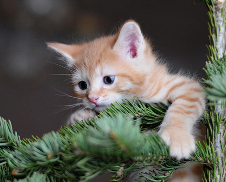 sweet little kitty - pine tree, red tiger, sweet, cat, kitty