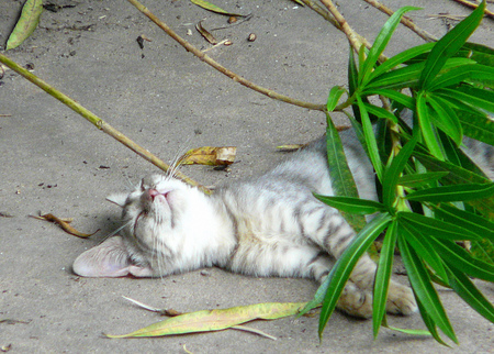 daytime - backyard, kitten, nice, sleeping, day