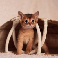 in bag