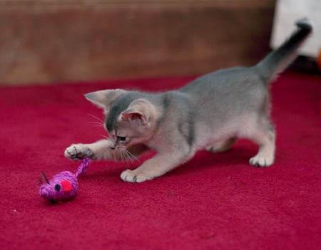 I will kill it - toy, kitty, playing, little, lovely