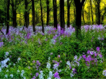 Flowers - flowers, trees, petals, nature