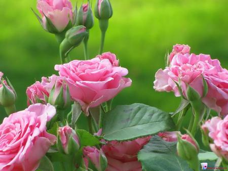 Roses - nature, roses, pink, leaves, flowers