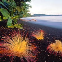 Golden Beach Flowers