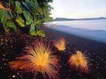 Golden Beach Flowers