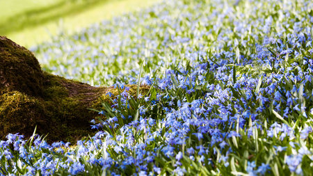 Spring Meadow - meadow, beautiful, flowers, spring, blue flowers, grass