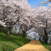 Beautiful Blossoms in Japan