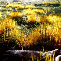 Yellow Spring Grass