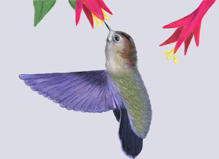 Hummingbird - animal, flowers, bird, hummingbird