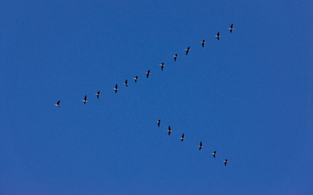 Voedel Suedwaerts - formation, animals, skies, birds, migration, blue