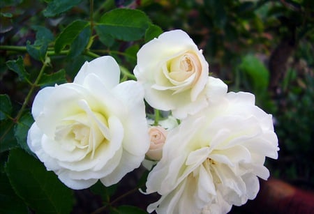 white roses - white, nice and, pretty, roses