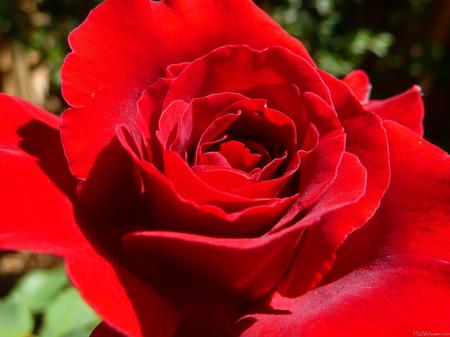 Rose - nature, red, leaves, rose, flower