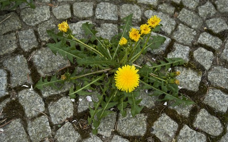 Lowenzahn im Garten