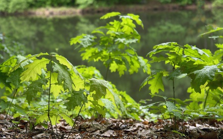 Deutsche Eiche - nature, oak, forest, saplings, spring, new