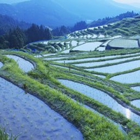 Beautiful Japanese Rice Paddy's 