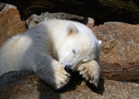 sleeping knut - white, sleeping, polar bear, knut, little, rocks