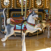 Carousel~Cat