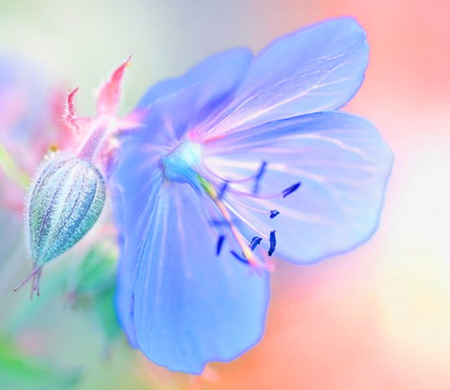 Pastel spring - coral, pink, blue, green, pastels, spring, flower