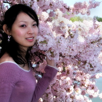 Beautiful Spring Cherry Blossoms, Japan