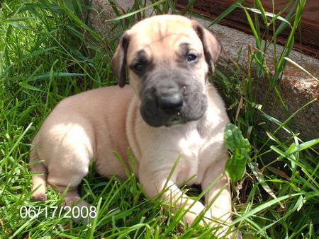 ONLY A FACE A MOTHER COULD LOVE - breed, greatdane, loveable, a