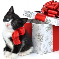 Christmas Kitty