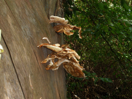 mushrooms - nature, mushrooms, tree, forest