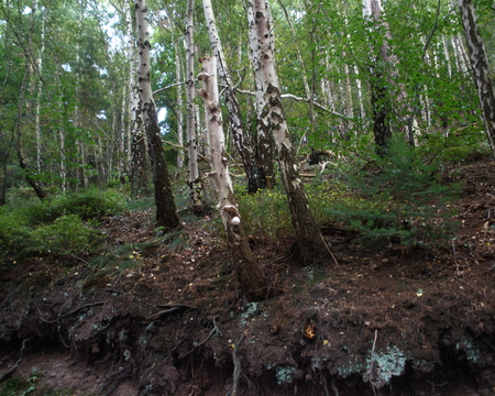 birch - birch, nature, tree, forest