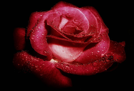 The Beauty-24 - blessing, loving, rose, friendship, flower, caring, lasting