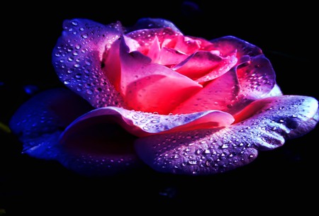 The Beauty-25 - blessing, loving, rose, friendship, flower, caring, lasting