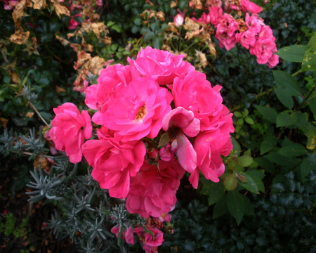 pink roses - nature, roses, flower, pink